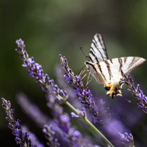 mosuna_lavanda1-290621